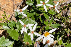 Olearia erubescens