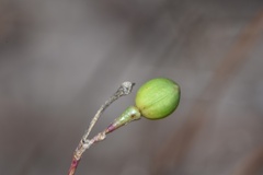 Phemeranthus rugospermus