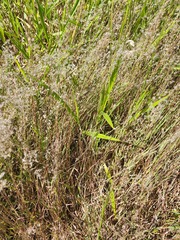 Paspalum dilatatum
