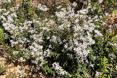 Olearia erubescens