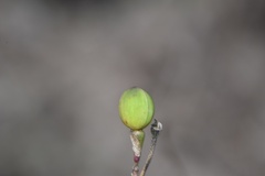 Phemeranthus rugospermus