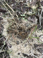 Phemeranthus rugospermus