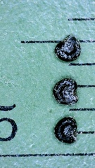 Phemeranthus rugospermus