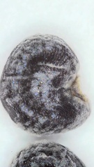 Phemeranthus rugospermus