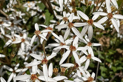 Olearia erubescens