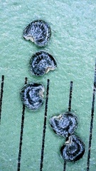 Phemeranthus rugospermus