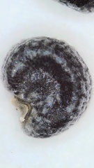 Phemeranthus rugospermus