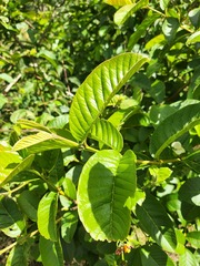 Psidium guajava