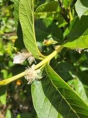 Psidium guajava
