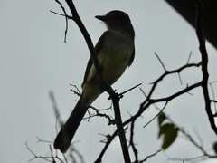 Myiarchus ferox