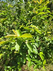 Psidium guajava