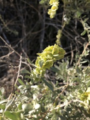 Atriplex canescens canescens