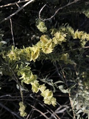 Atriplex canescens canescens
