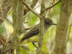 Myiarchus ferox