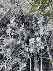 Eriogonum wrightii wrightii
