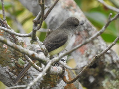 Myiarchus ferox