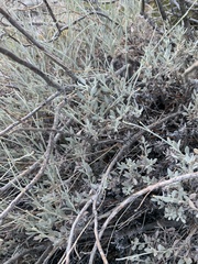 Eriogonum wrightii wrightii