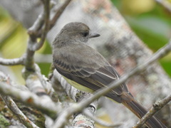 Myiarchus ferox