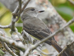 Myiarchus ferox