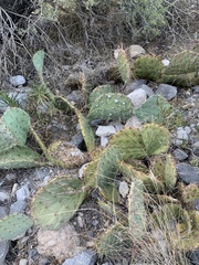Opuntia gilvescens