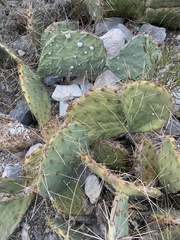 Opuntia gilvescens