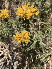 Chrysothamnus viscidiflorus viscidiflorus