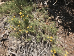 Chrysothamnus viscidiflorus viscidiflorus