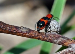 Dicranolaius cinctus