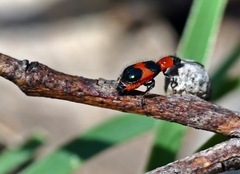 Dicranolaius cinctus