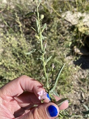 Convolvulus equitans