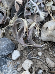 Astragalus amphioxys