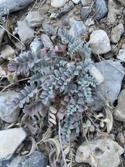 Astragalus amphioxys