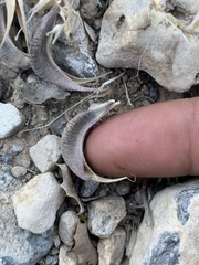 Astragalus amphioxys