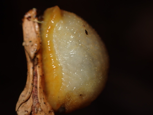 Arion intermedius observed 2022-11-06