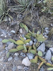 Astragalus amphioxys