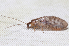 Hemerobius