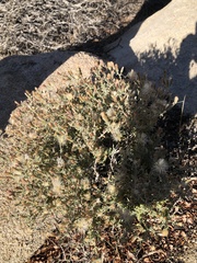 Brickellia frutescens