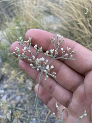 Eriogonum microtheca simpsonii