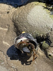 Pagurus granosimanus