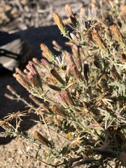 Brickellia frutescens