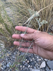 Eriogonum microtheca simpsonii