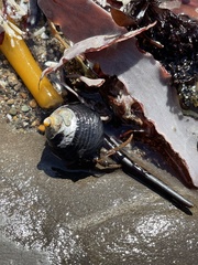 Pagurus granosimanus