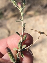 Brickellia frutescens