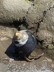 Pagurus granosimanus