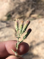 Brickellia frutescens