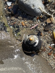 Pagurus granosimanus