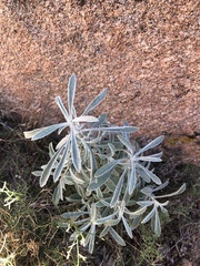 Pseudognaphalium microcephalum