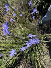 Aristea ecklonii