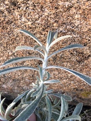 Pseudognaphalium microcephalum