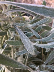 Pseudognaphalium microcephalum